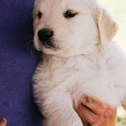 Mando - Light golden male Golden Retriever puppy in Mason, Michigan from Sweet Breeze Acres