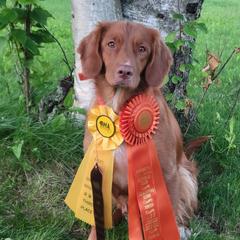 Indy - Nova Scotia Duck Tolling Retriever