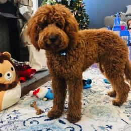 Goldendoodle Puppies from Saluda Ridge Goldendoodles
