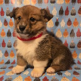 Red male - Red male Pembroke Welsh Corgi puppy in Madera, California from RRR Corgis