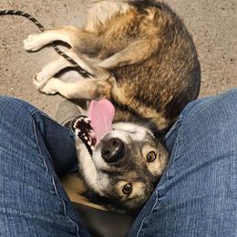 Bulma - Agouti and white female Siberian Husky puppy in Buckeye, Arizona from Anime Huskies