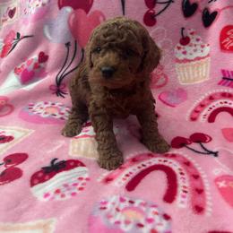 Plum - Red  female Poodle puppy in Bakersfield, California from Underground kennels