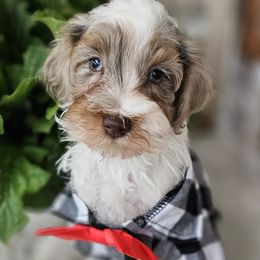 Calvin - Merle male Bernedoodle puppy in Decatur, Tennessee from Diamond's Doodles