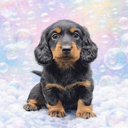 Mint Collar ON HOLD - Black and tan female Dachshund puppy in Zebulon, North Carolina from Salt of the Earth Dachshunds