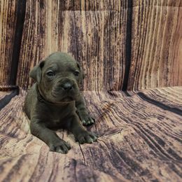 Light purple collar - Gray female Cane Corso puppy in Fritch, Texas from Carrie Brown's Cane Corsos