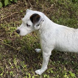 Cali - Jack Russell Terrier