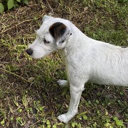 Cali - Jack Russell Terrier