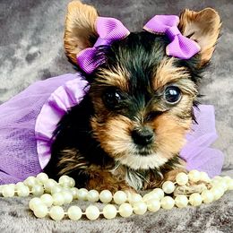 Yorkshire Terrier Puppies from Evermore Yorkies