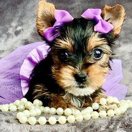 Yorkshire Terrier Puppies from Evermore Yorkies