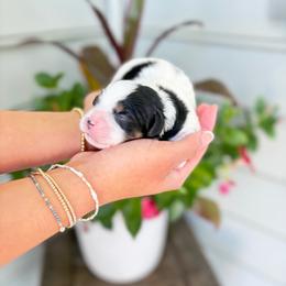 TriColor Boy - Tri-color male Cavachon puppy in Awendaw, South Carolina from LierChonPoo