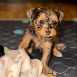 Milo - Merle male Yorkipoo puppy in Hardin, Texas from Oodlesoflildoodles