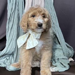 Pat - Goldendoodle puppy from Tar Heel Doods