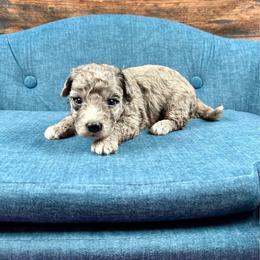 Astro - Merle male Bernedoodle puppy in Lancaster, Missouri from Cavapoo Acres