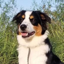 Bree - Miniature Australian Shepherd