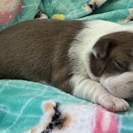 Boston Terriers from Xavier's Uncanny Boston Terriers