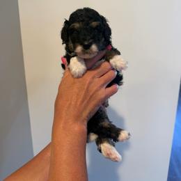 Sol - Tri-color female Bernedoodle puppy in Payson, Utah from Country Sky Doodles