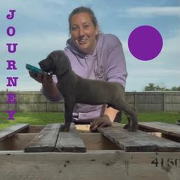 Journey - Blue female Great Dane puppy in Edwardsville, Illinois from Giants and Munchkins