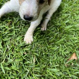 Goldendoodle Puppies from Marion's Doodles