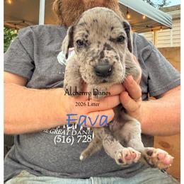Fava - Merle male Great Dane puppy in Medford, New York from Alchemy Danes