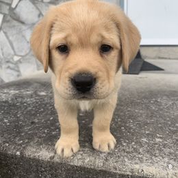 Labrador Retriever Puppies from Whiskey Mountain Labradors