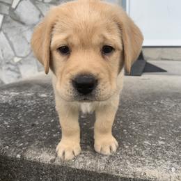 Labrador Retriever Puppies from Whiskey Mountain Labradors