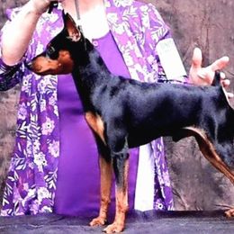 Holly - Miniature Pinscher