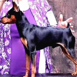 Holly - Miniature Pinscher