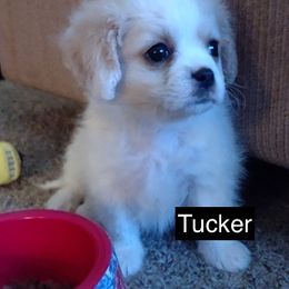 Cavalier King Charles Spaniel All Grown Up from Cozy Cavaliers