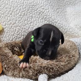 Green - Brindle male Boxer puppy in Franklin, Georgia from Lakeside Kennels of Franklin