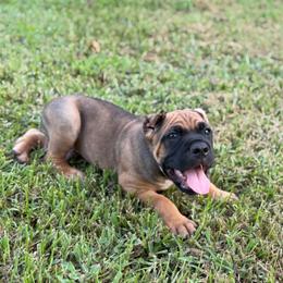 Yellow - Fawn male Cane Corso puppy in Opelousas, Louisiana from Azelees Cane Corso