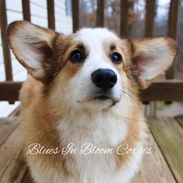 Barbie - Pembroke Welsh Corgi