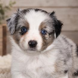 Pearl - Blue merle female Australian Shepherd puppy in Placerville, California from BFF Aussies