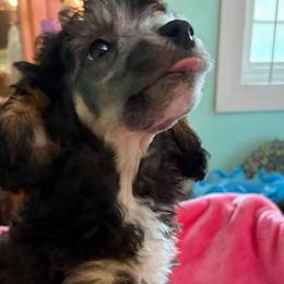 Duke - Phantom male Poodle puppy in Sarasota, Florida from Paradise Poodles