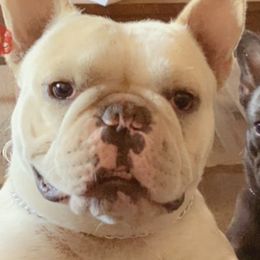French Bulldogs from NW COASTAL FRENCH BULLDOGS