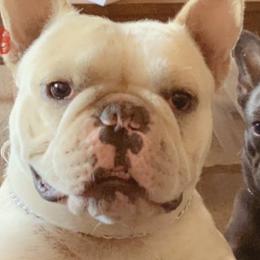 French Bulldogs from NW COASTAL FRENCH BULLDOGS