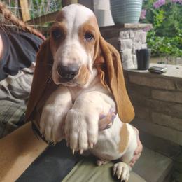Terry - Red and white male Basset Hound puppy in Newton Grove, North Carolina from MGA Basset Hound