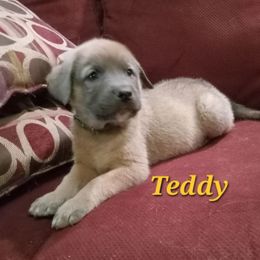 Anatolian Shepherd Dog Puppies from Sunset Ridge Farm