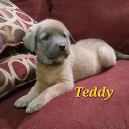 Anatolian Shepherd Dog Puppies from Sunset Ridge Farm