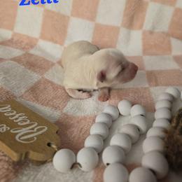 Zelli - Cream female Havanese puppy in Trinity, Alabama from Tooties Cuties Havanese