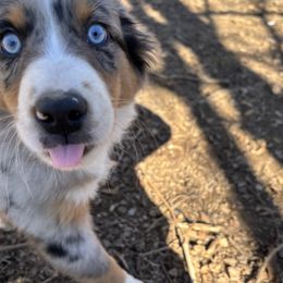 Miniature Australian Shepherds and Toy Australian Shepherds from StoneHaus Hollow