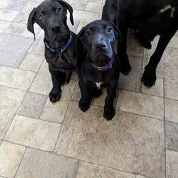 Female - Black female Great Dane puppy in North Branford, Connecticut from Rockin' Danes
