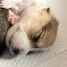 Dachshund Puppies from Dianna Eaves