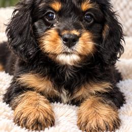 Wanda - Scarlet Witch - Tri-color female Cavapoo puppy in Austin, Texas from Haus of Doodles