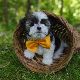 Companion Cross, Mal-Shi, Maltese, Maltipoo, Morkie, and Shih Tzu Puppies from Seeking Shalom Acres Maltese, Maltipoos & Havamalts