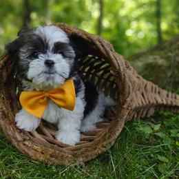 Companion Cross, Mal-Shi, Maltese, Maltipoo, Morkie, and Shih Tzu Puppies from Seeking Shalom Acres Maltese, Maltipoos & Havamalts