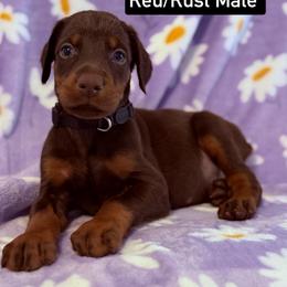 Black Collar - Red and rust male Doberman Pinscher puppy in Lake City, Florida from Paintedcrazy Doberman Pinchers