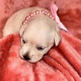 Miniature Schnauzer puppies from Sweet Home Schnauzers