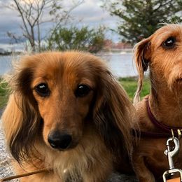 Dachshunds from Power Dog Sports