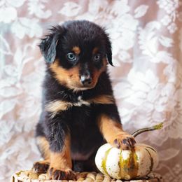 Banshee - Black tri female Miniature American Shepherd puppy in Olive Hill, Kentucky from SaturnMoon MAS & BC