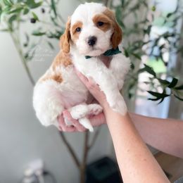 Bernedoodle and Cavapoo Puppies from Wonderful World Doodles